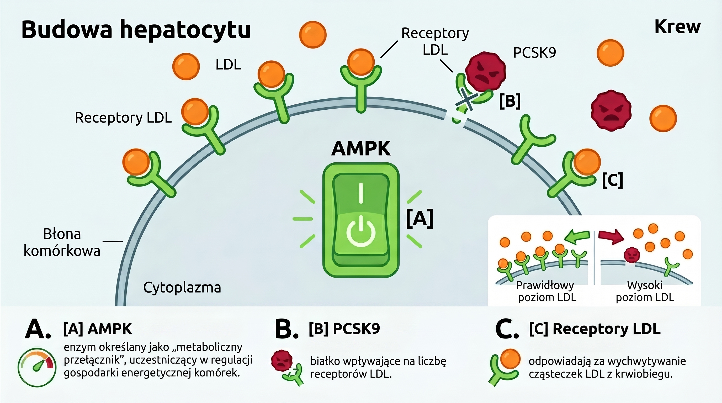 Schemat produkcji cholesterolu w komórce wątrobowej