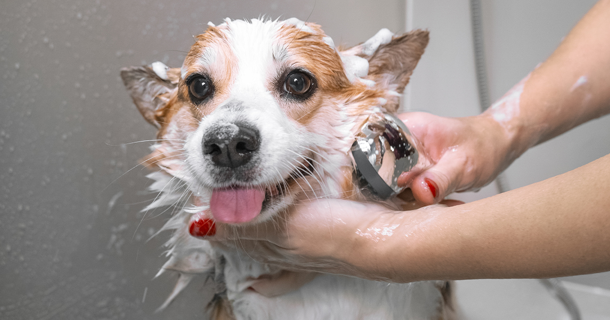 Das beste Shampoo für Ihren Hund - TOP 5 im Jahr 2024