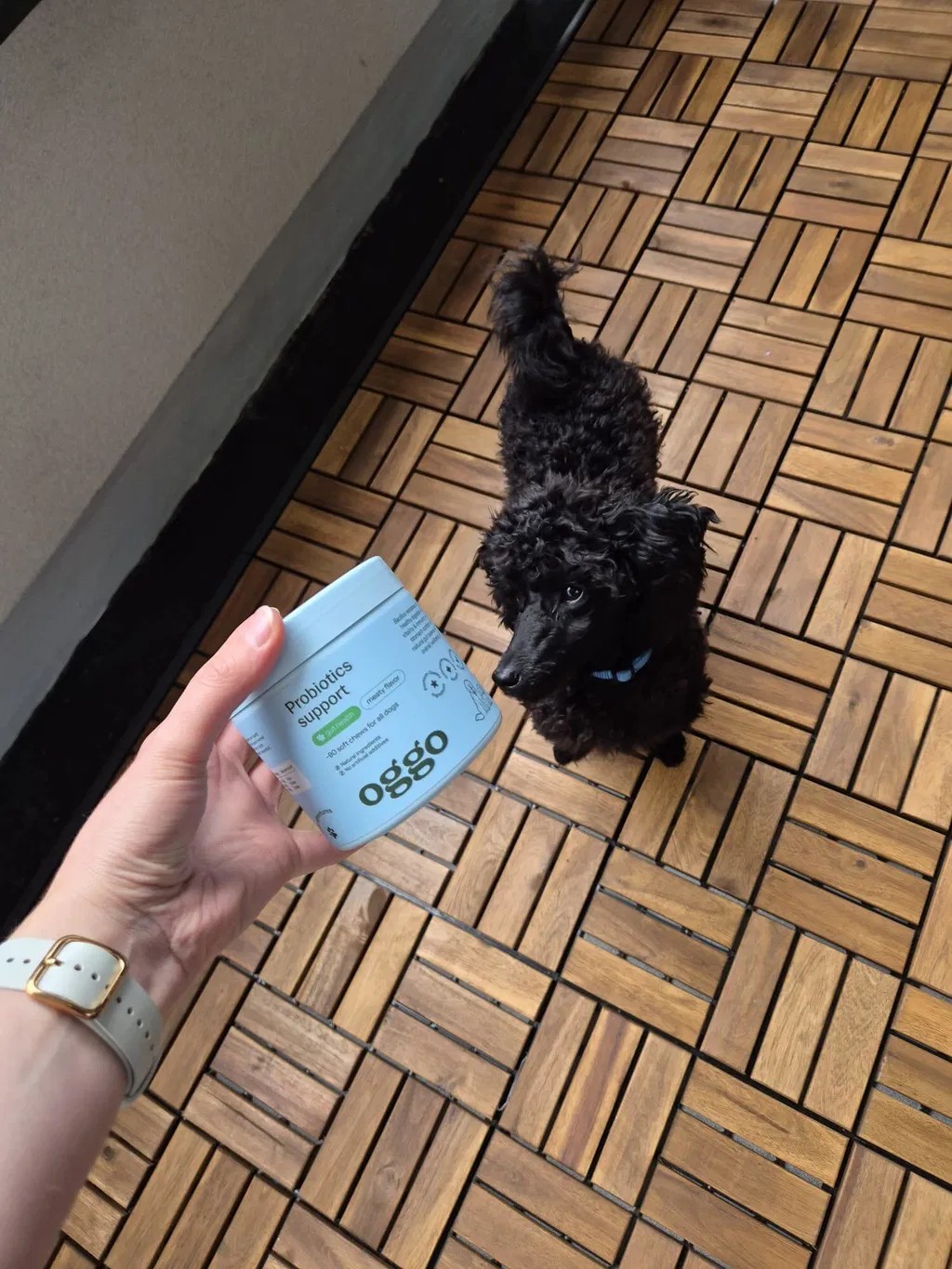 Oggo, Probiotics for dogs karma uzupełniająca dla psów na trawienie, układ pokarmowy i odporność, Probiotyki dla psów