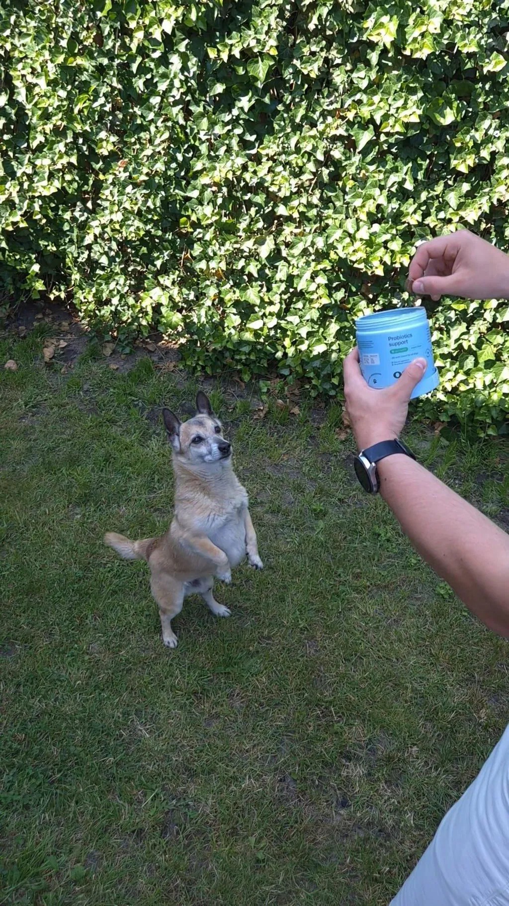 Oggo, Probiotics for dogs karma uzupełniająca dla psów na trawienie, układ pokarmowy i odporność, Probiotyki dla psów