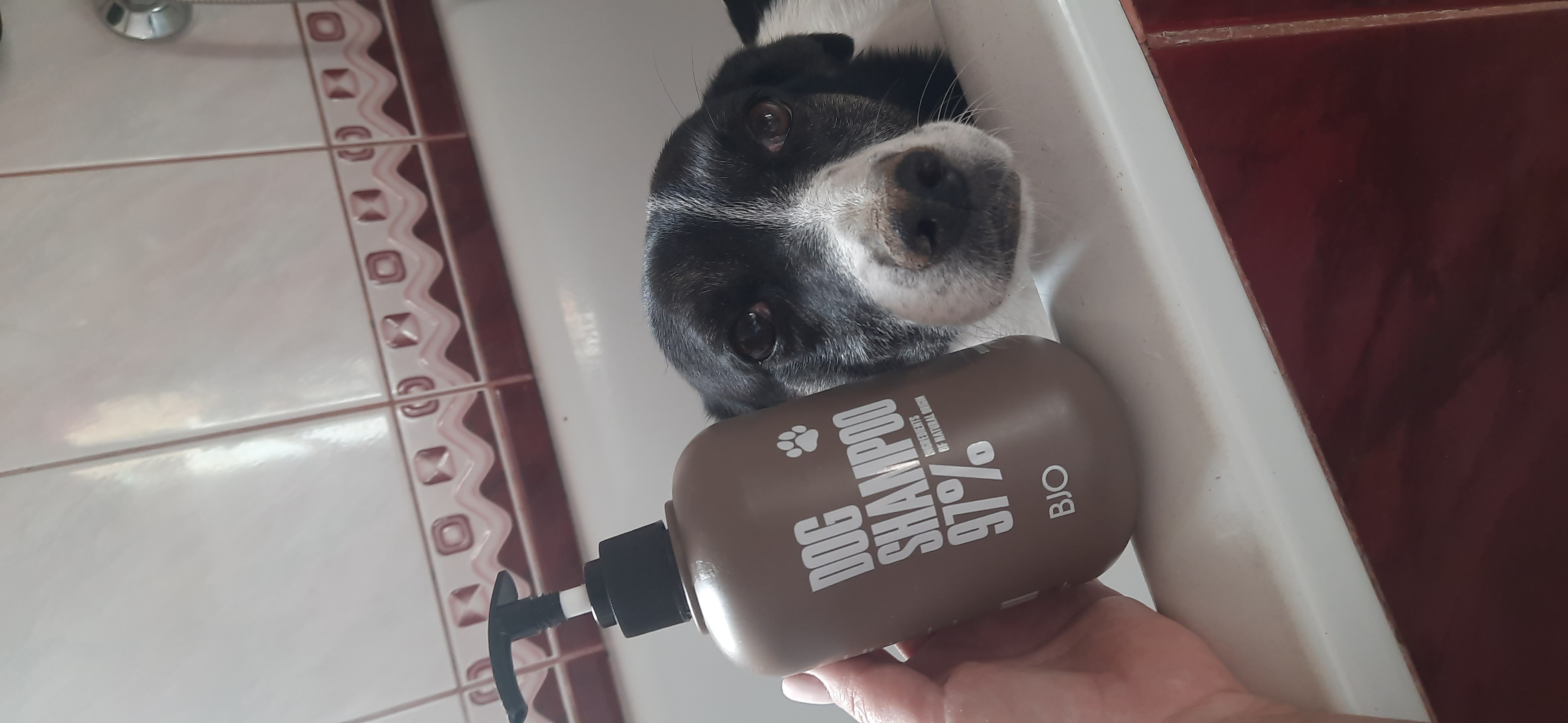 Bjo, Dog Shampoo, Szampon dla psa z naturalnymi ekstraktami i kompleksem aminokwasów do każdego typu sierści 