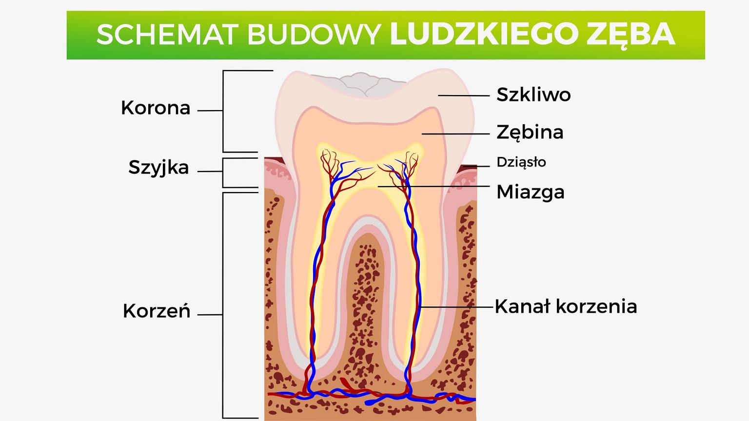 Schemat budowy ludzkiego zęba